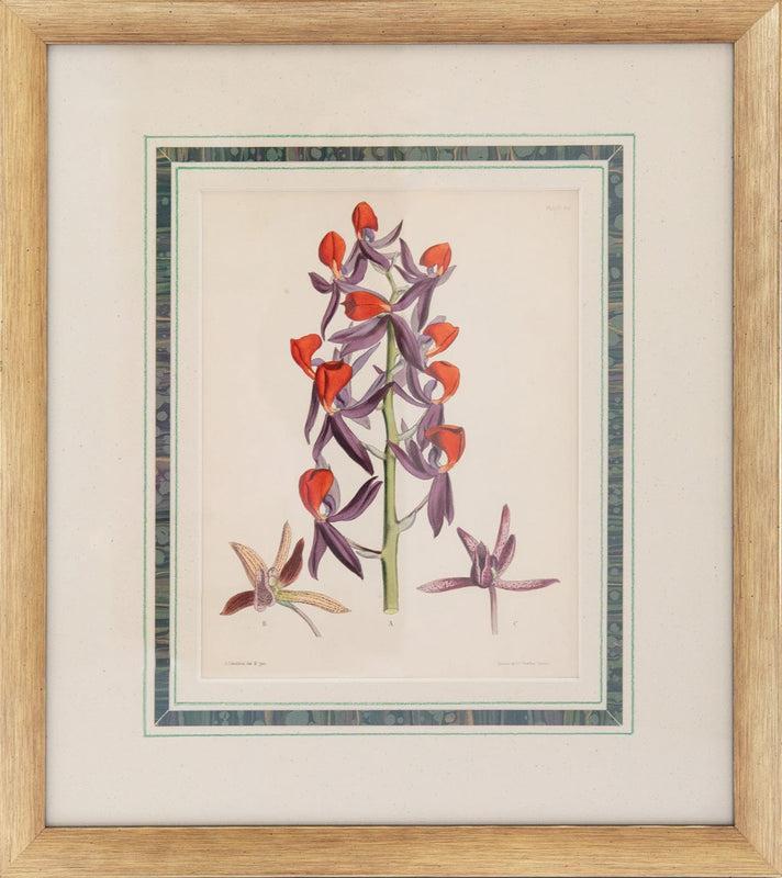 Caspari Joseph Paxton (1803–1865) Lithograph Mormodes Ignea
